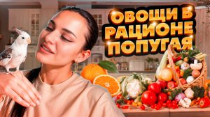 РАЦИОН ПОПУГАЯ