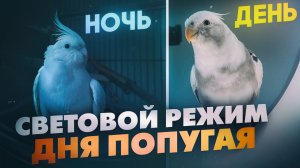 ПОЧЕМУ ВАЖНО СОБЛЮДАТЬ СВЕТОВОЙ РЕЖИМ ДНЯ И НОЧИ ДЛЯ ПОПУГАЯ