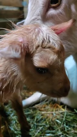 Невероятно, но факт: Лялька подарила ферме тройню! 🐐🐐🐐