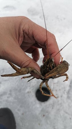 Рак знает дорогу домой!