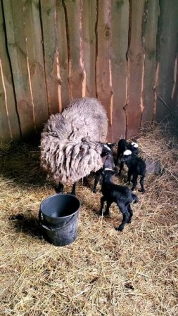 🐑 Овечки-мамочки и их малыши на ферме #МоеПодворье