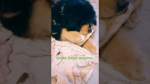 Тибетский мастиф #Марта