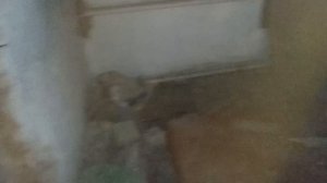 Цаплязавр и заброшка