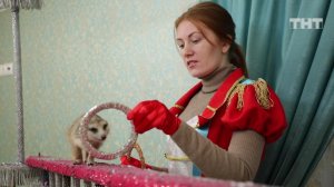 Перезагрузка: Уроки дрессировки